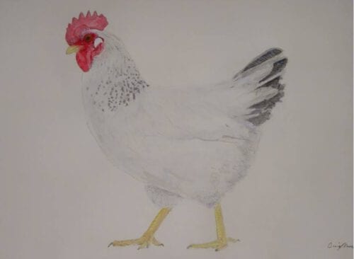 White Hen , original watercolor